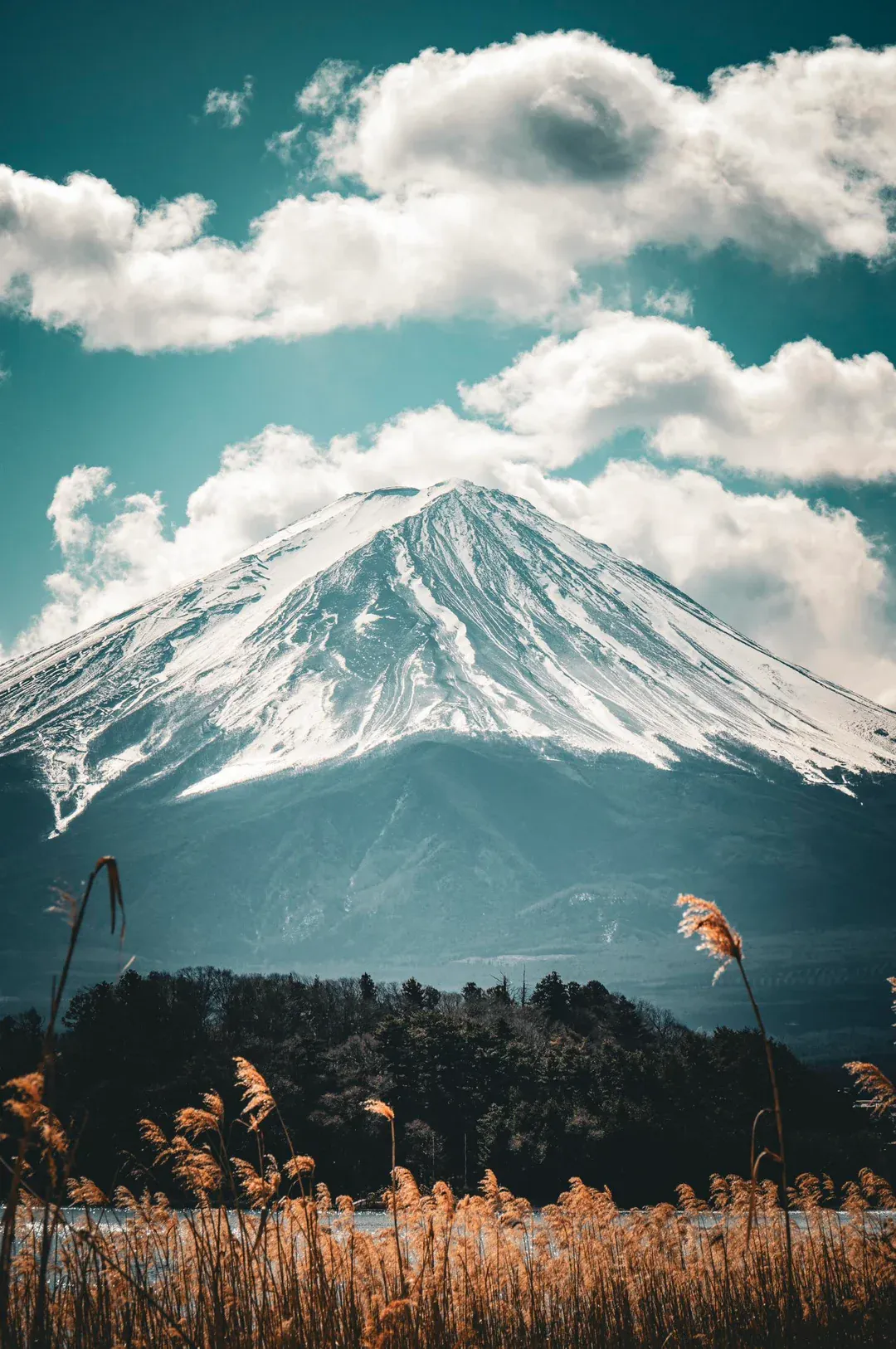 The snow-capped crown of Mount Fuji over evergreen canopy and golden lakeside reeds.